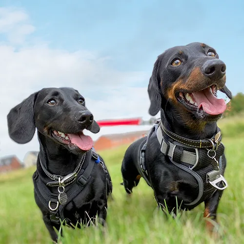 dogs-onlead-walking