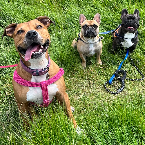 staffy-and-frenchies