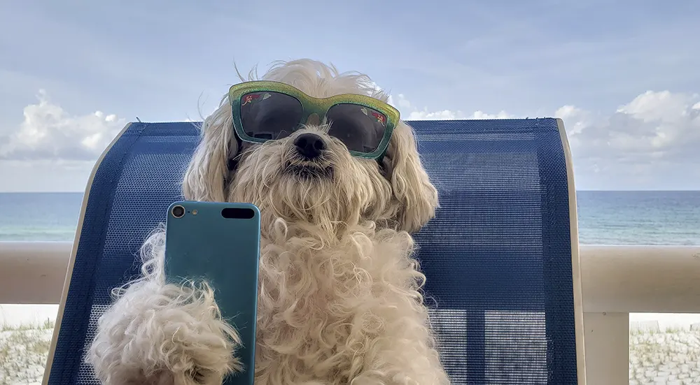 dog-on-phone